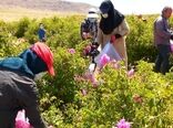 گُل‌ محمدی در سمیرم جایگزین کشت‌های پر آب