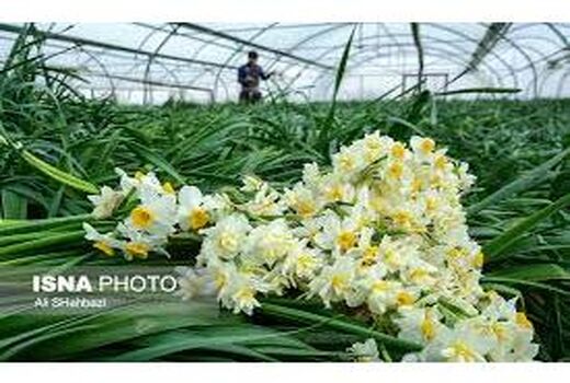 ارتقای کشاورزی مازندران با بهره گیری از دانش روز