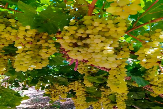 برداشت انگور از تاکستان های شهرستان سامان