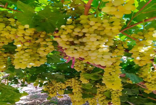 برداشت انگور از تاکستان های شهرستان سامان