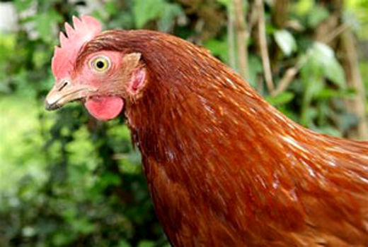 طرح واکسیناسیون طیور بومی علیه بیماری نیوکاسل در شهربابک آغاز شد