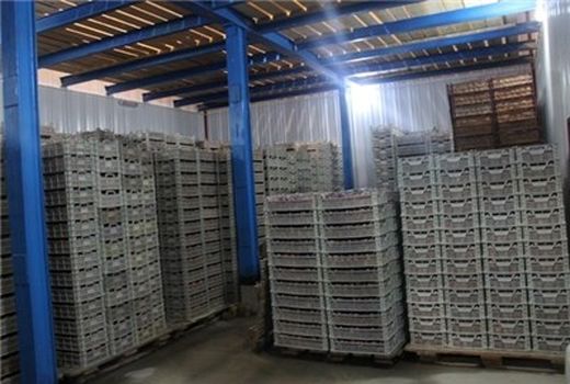 صدور مجوز 51 واحد سردخانه محصولات کشاورزی در استان لرستان