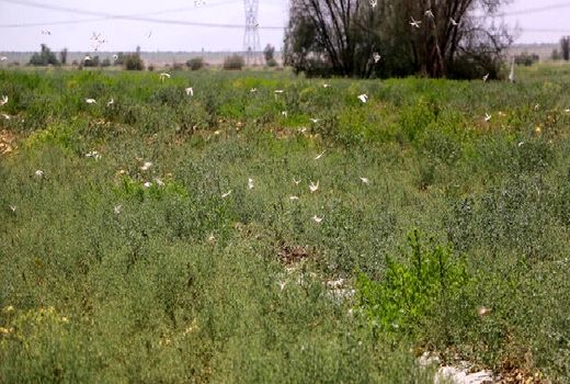 حمله دسته‌جات بسیار بزرگ ملخ به استان‌های جنوبی کشور