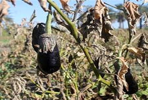 توصیه به کشاورزان برای جلوگیری از سرمازدگی محصولات کشاورزی