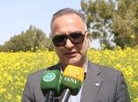 پیش‌بینی تولید ۱۳ میلیون تن گندم در سال جدید/ ۹۰ درصد گندم در سطح کیفی یک و دو تولید می‌شود