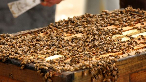 وجود ۵۹ هزار کلنی زنبور عسل در شهرستان کیار