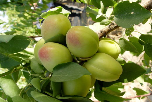 تولید هشت رقم جدید زردآلو در آذربایجان شرقی