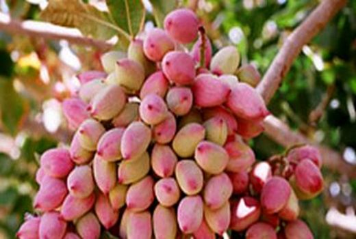 11700 هکتار از اراضی شهرستان رفسنجان به سیستم آبیاری تحت فشار متصل شده‌اند