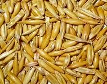 توزیع جو رایگان بین مرتع داران شهرستان آباده  