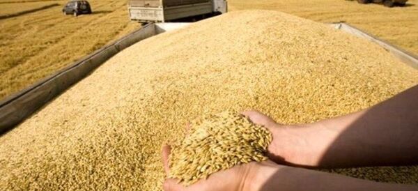  خرید گندم مازاد بر نیاز کشاورزان از 1 میلیون و 100 هزار تن گذشت