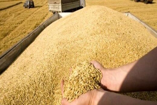  خرید گندم مازاد بر نیاز کشاورزان از 1 میلیون و 100 هزار تن گذشت
