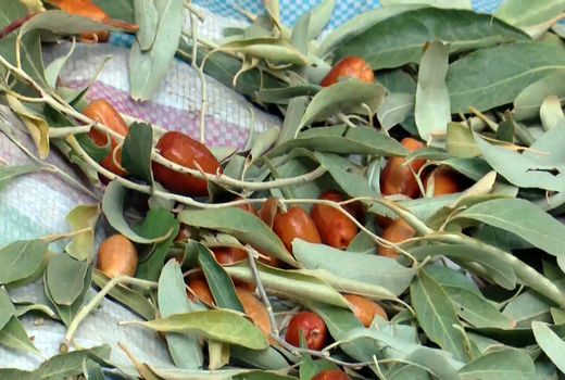 افزایش 16 برابری صادرات محصول سنجد از استان آذربایجان شرقی 