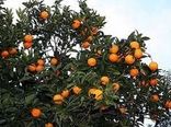برداشت مرکبات در شهرستان ارزوئیه