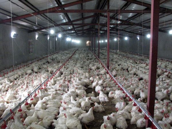 رشد ۲۲ درصدی تولید مرغ در واحدهای پرورش مرغ استان قزوین