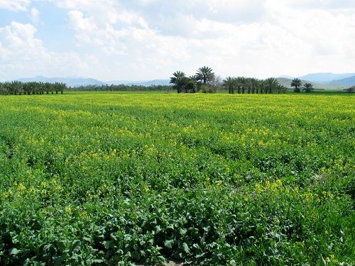  آمارگیری هزینه تولید در قیروکارزین آغاز شد