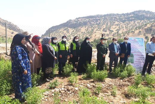 کشت گیاهان دارویی سرآغاز تحولی نوین در کشاورزی بدره