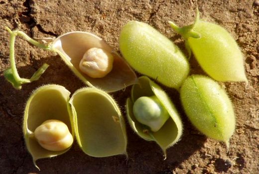 طرح الگویی کشت نخود برای اولین بار در استان بوشهر اجرا می‌شود