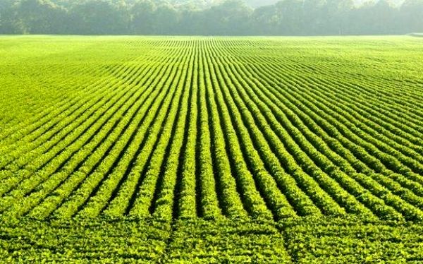 بازگشت زمین های کشاورزی شهرستان سلسله به چرخه تولید