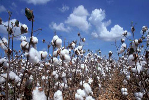 کاشت پنبه به روش مستقیم در مزارع فسا 