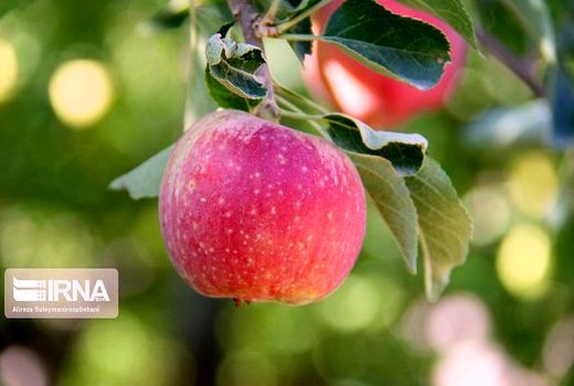  معرفی باغدار نمونه محصول سالم در کردستان 