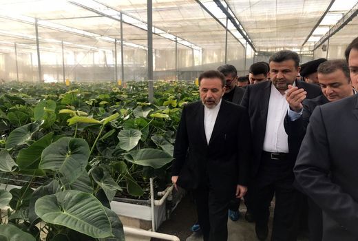 واعظی بر حمایت دولت از کشت گلخانه‌ای تاکید کرد