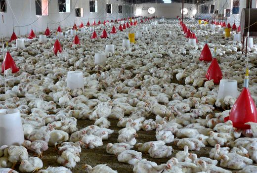 29 هزار تن گوشت مرغ در سیستان و بلوچستان تولید شد