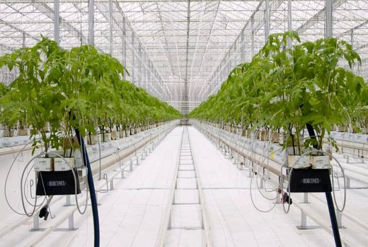 آیفارم تجلی هنر باغبانی ایران است