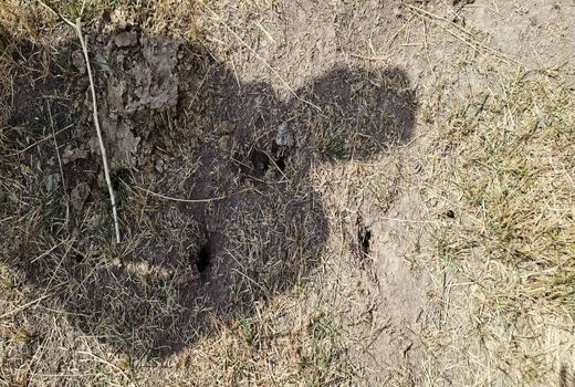 کشاورزان مبارزه با جوندگان را جدی بگیرند؛ بهترین زمان از مهر تا دی‌ماه است