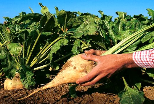 کشت چغندر علوفه ای برای اولین بار در کازرون
