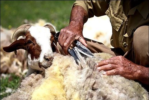 افزایش مزایای اقتصادی پرورش گوسفند با بهره وری تولید پشم