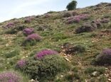 بهره‌برداری از محصول باریجه ساماندهی شود