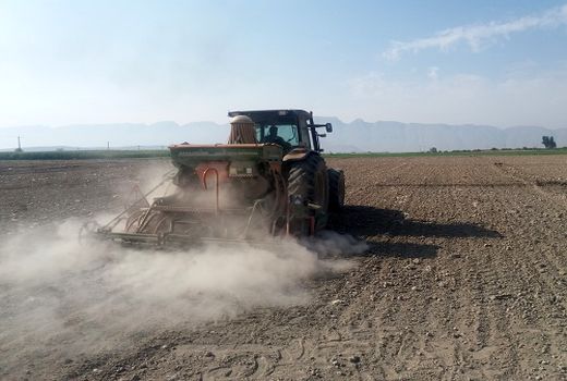 کشت گندم در فیروزآباد آغاز شد  