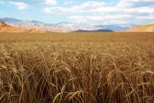 آغاز کیفیت‌سنجی گندم‌های خریداری شده در خراسان شمالی