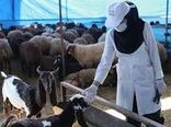 واکسیناسیون بیش از4600 راس گاو و گوساله علیه بروسلوز در شهربابک