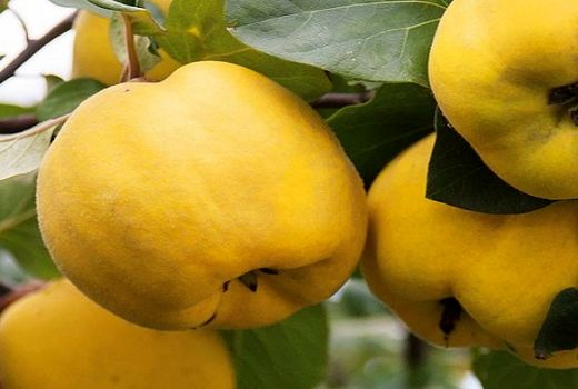 تولید بیش از 300 تن 