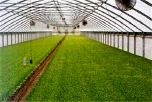 رتبه نخست آذربایجان شرقی  در توسعه گلخانه‌ها درکشور