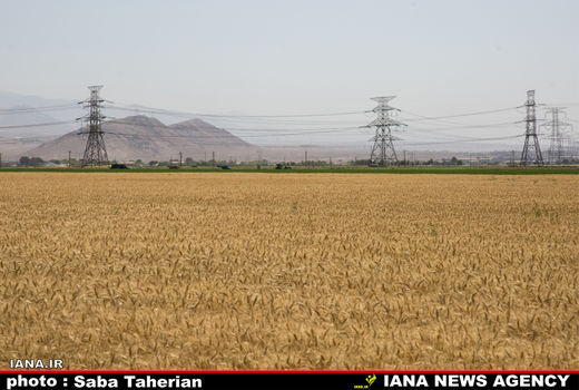 کشت گندم در 6 میلیون هکتار از مزارع کشور 