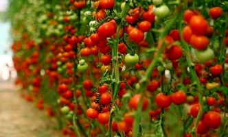 برداشت  بیش از 1500 تن گوجه فرنگی از گلخانه‌های هیدروپونیک شهرستان بم در سال جاری