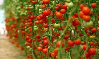برداشت  بیش از 1500 تن گوجه فرنگی از گلخانه‌های هیدروپونیک شهرستان بم در سال جاری