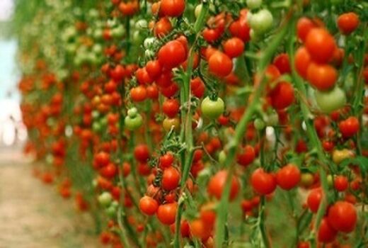 برداشت  بیش از 1500 تن گوجه فرنگی از گلخانه‌های هیدروپونیک شهرستان بم در سال جاری