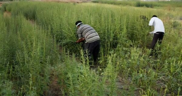 آغاز برداشت محصول کنجد از مزارع شهرستان کوه‌چنار