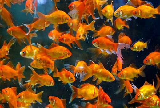 کاشان بزرگترین تولید کننده ماهیان زینتی کشور