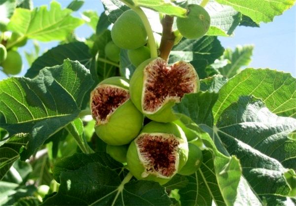 اختصاص ۷ میلیارد تومان برای توسعه باغات سیوان ایلام 