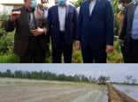 بازدید استاندار گیلان از مجتمع کشت و صنعت توم بیجار شهرستان لاهیجان