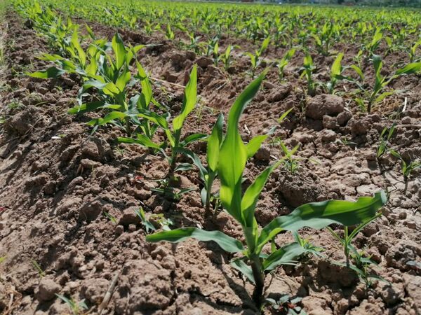 کشت ذرت علوفه‌ای در چهار هزار و  ۵۰۰ هکتار از اراضی چهارمحال و بختیاری