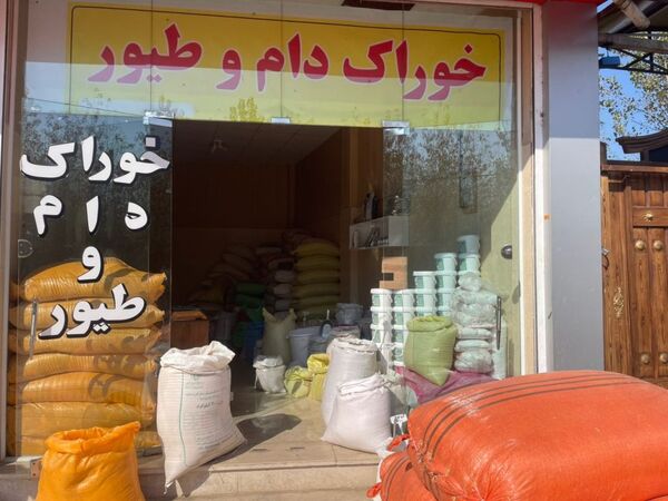 فروش ۲۶۳ هزار تنی خوراک دام و طیور در تیر ۱۴۰۵