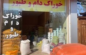 فروش ۲۶۳ هزار تنی خوراک دام و طیور در تیر ۱۴۰۵