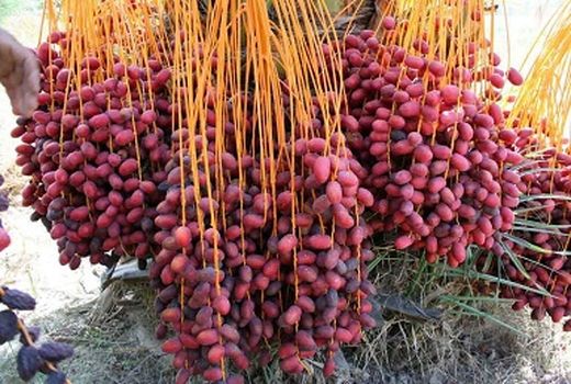 خسارت گرمای 50 درجه به خوشه های خرما در شهرستان ریگان