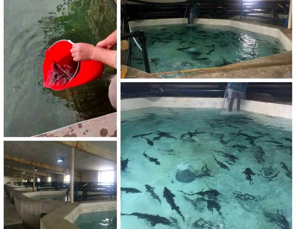 تولید بیش از 11 تن ماهی خاویاری در استان البرز  