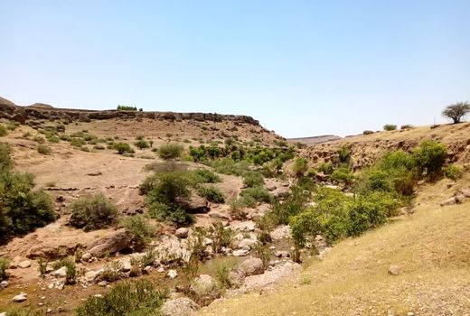  جنگل‌های شیشم خوزستان در خطر انقراض